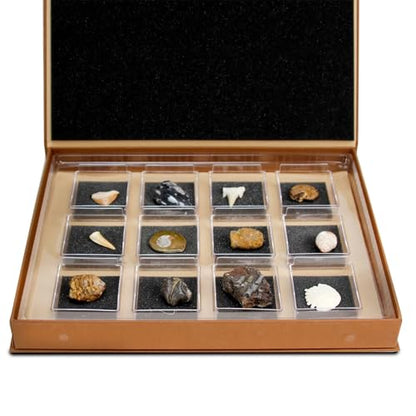 Geoworld Nature Collection – Real Fossil Collection in Display Box for STEM Learning – Educational Geology Set for Kids, Classrooms, and Collectors (Set 1)