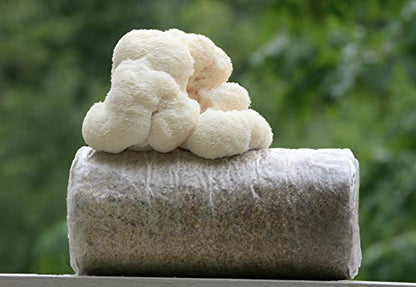 Two Lion's Mane Grow Kits (3.2 Pound Each) - style: Two Kits