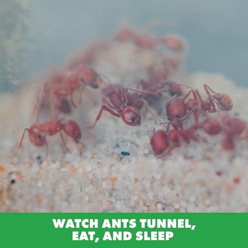 Educational Insights GeoSafari Ant Factory