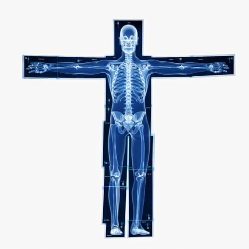 Human X-Rays for Kids' Light Table - 14-Piece Skeleton Puzzle & 7 Body System Charts (Nerves, Vessels, Lymphatic) - X-Ray Toys for Kids, STEM Toy for Light Table, School Projects & Doctor Role Play