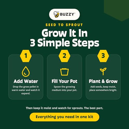 BUZZY Seeds Daisy Daydream Grow Kit 6-Pack, Mini Terracotta Pots, Indoor