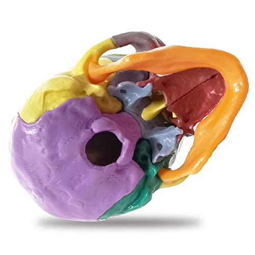 15-Part Puzzle Anatomy Skull Model,Colorful Exploded Brain Model Detachable