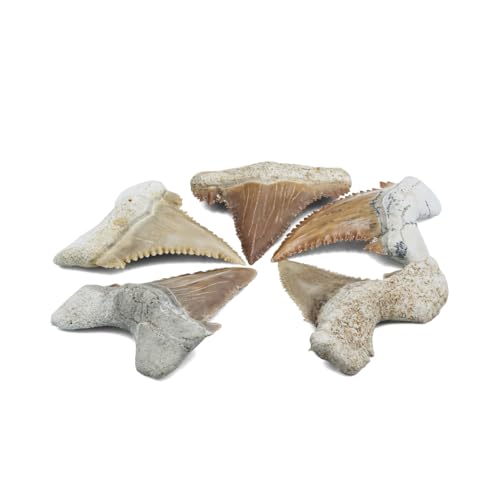 Starborn Rare Collector's Fossils - style: Medium Tooth