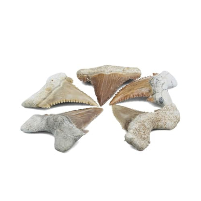 Starborn Rare Collector's Fossils - style: Medium Tooth