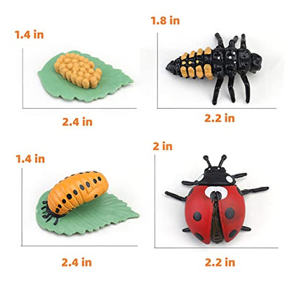 Montessori Life Cycle Learning & Education Toys, Plastic Insect Ladybug Monarch Butterfly Tadpole to Frog Kit, Preschool Learning Activities - color: Butterfly Frog Ladybug