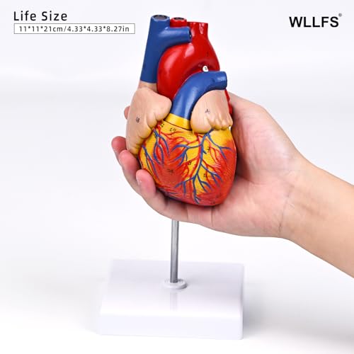 Life Size Human Heart Model, 2-Part Detachable Anatomical Heart Model with Magnets, Accurate Medical Anatomy Model for Classroom Teaching, Cardiology Study and Educational Display - size: Life Size