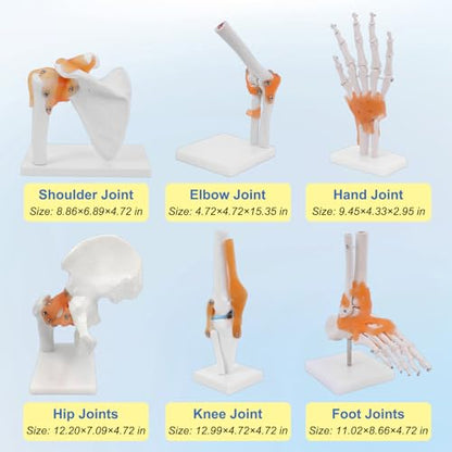 qzzXoq Human Joint Model Anatomy Set, Life Size Shoulder Elbow Hip Knee Hand Foot with Ligaments 6 Pieces Skeleton Joint Set Human Skeleton Anatomical Model for Medical Education and Training