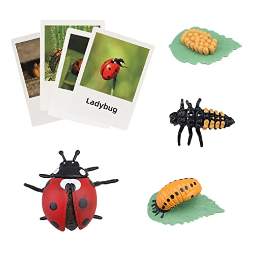 Montessori Life Cycle Animal Figures with Flash Cards, Realistic Animal Figurines Toy, Educational Matching Game for 3+ Year Old Kids (Ladybug) - color: Ladybug