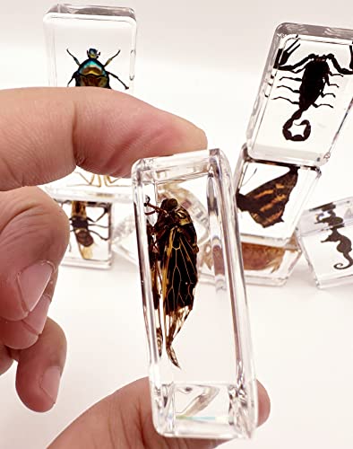 15 Real Insect Resin Specimens Set - Various Real Bug Specimens in Resin for Science Education, Classroom Biology, Bug Observation Kit with Storage Bag, Magnifying Glass & Instructions