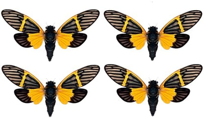 4 Real Cicada Specimens Mounted Insect Taxidermy Entomology Art Set VE80X4 - color: 4 Real Cicada #80
