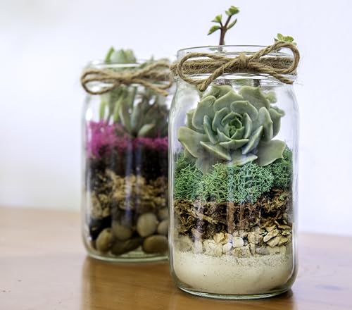 SuperMoss (90410) Terrarium Jar DIY Kit – Build Your Own Mini Garden in a Jar, Idea for Budding Gardeners, Creative Kids & Plant Lovers of All Ages, 32oz, Laguna - color: Laguna