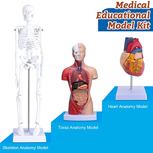 Human Heart & Body Torso & Skeleton Anatomy Model - Anatomical Assembly Model of Human Organs Mini Human Skeleton Model with Movable Arms and Legs for Medical Student Educational Kit