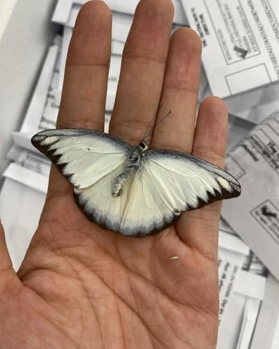 4 Real Chocolate Albatross Butterfly Specimens Unmounted BUOM129X4 - color: 4 Butterfly #129
