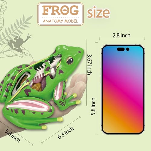 LUCKY GUESS 4D Frog Anatomy Model 23-Part Puzzle with Flash Cards