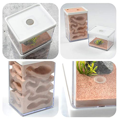 2-Tier Plaster Ant Farm Formicarium Transparent Ant Nest Habitat