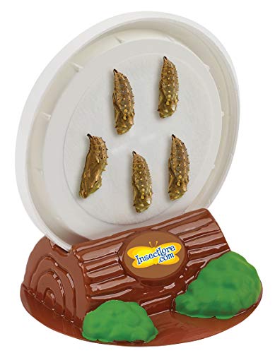 Insect Lore Butterfly Garden with Two Cups of Live Caterpillars, Life Cycle Figurines, English and Spanish Butterfly STEM Activity Journals | 10 Painted Lady Butterfly Baby Caterpillars - style: 2 Cup