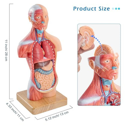 Human Body Model for Anatomy Study, 15 Part 11''