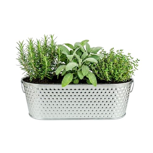 Buzzy Seeds Grow & Grill Herb Kit, Metal Windowsill Planter, Rosemary Sage - color: Silver