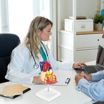QWORK Life Size Human Heart Model, Anatomically Accurate 2-Part Model with Detachable Wall, Fixed with Hidden Magnets