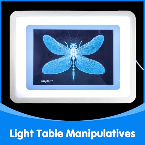 Insect Xrays – Bug Science Kit - Light Table Accessories - style: Insect Series