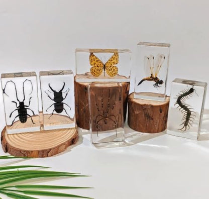 6 Pcs Taxidermy Bugs in Resin, Specimen Insects Butterfly Centipede Beetle - size: 6 ML Insects