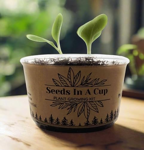 Birch Tree | Seed Starter Grow Kit | Seeds in A Cup® - style: White Birch