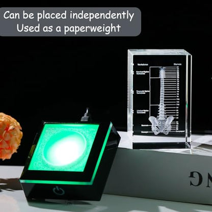 Movdyka 3D Crystal Human Spine Skeleton Model with Nerves Vertebra - color: Spine