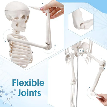 Briwooody Human Skeleton Model for Anatomy 33.4'' Model Half Size Human Skeleton with Base Movable Arms and Legs for Students and Teachers