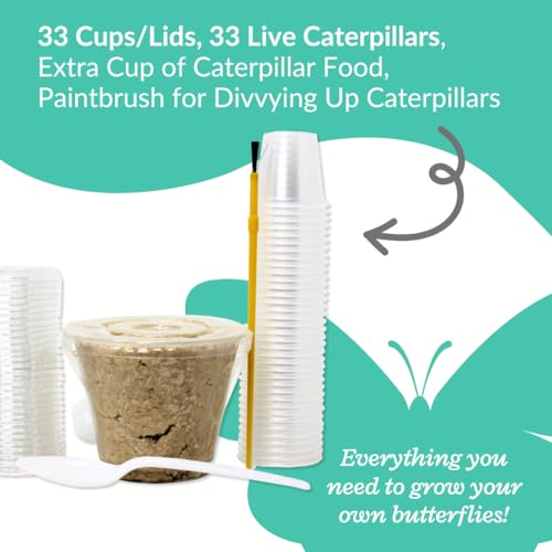 33 Live Painted Lady Caterpillars to Butterflies, Classroom Learning Kit