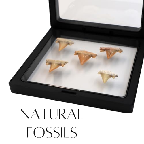 Authentic Shark Teeth Fossils with Collection Box & Magnifier, 5 Pack - color: Shark Teeths
