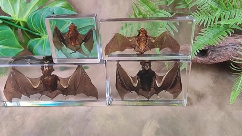 Bat Specimen,Resin Taxidermy Animal Specimens,Framed Bat Decoration for Educational Displays,Taxidermy Enthusiasts, Oddities Collectors,Science Education (5.5”×2.4“×1”) - size: 5.5”×2.4“×1”