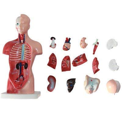 Human Torso Anatomy Model – Removable Organs, Heart, Brain, Lungs – Medical Educational Tool for Students, Teachers, Healthcare Professionals
