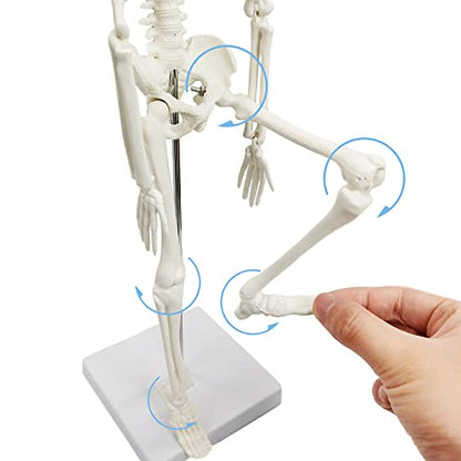 HADWYN Full Body 17.7" High Human Body Skeleton Model for Anatomy