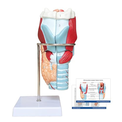 2X Enlarged Human Throat Model,5 Parts Human Larynx 3D Anatomy Model Laryngeal Muscles Cavity Bone with Labeled Numbered Product Manual Card and Removable PVC Base for Medical Education Study - size: 2X Enlarged