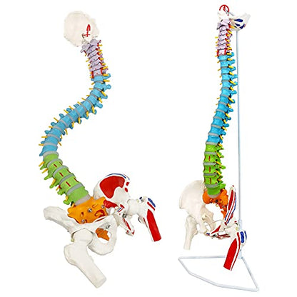 NEW HORIZON Scientific 34" Life Size Spinal Cord Model With Vertebrae, Nerves, Arteries, Lumbar Column, and Male Pelvis - Includes Stand (Good After-Sales)