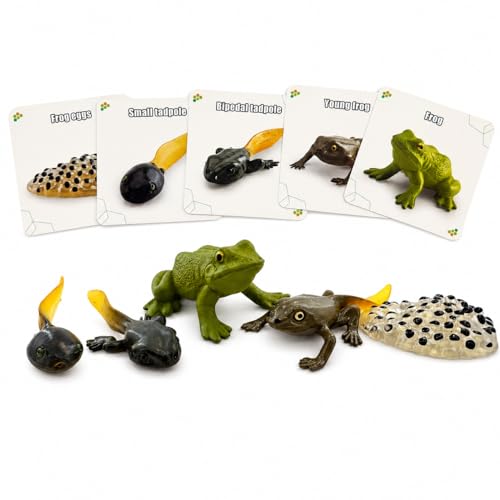 Montessori Life Cycle Animal Figures with Flash Cards, Lifelike Animal Growth Cycle Biological Model Set (Frog) - style: Frog