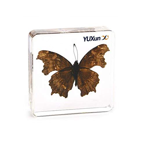 Real Insect Butterfly Specimen Paperweight Animal Taxidermy Collection Display Sciecne Classroom Specimen for Science Education (Butterfly 8) - color: Butterfly 8