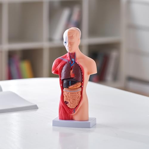 VEVOR Human Torso Anatomy Model, 15 Parts, 11 Inch Human Body Model w/Brian Skull Head Heart and Removable Organs, Display Base & Product Manual Included, for Student Education Learning Display