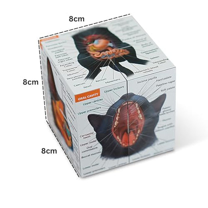 Feline Anatomy Study Cube – 3D Cat Learning Model with Muscles, Skeleton & Organs | Foldable Cat Anatomy Study Cube for Vet Students, Teachers & Animal Lovers
