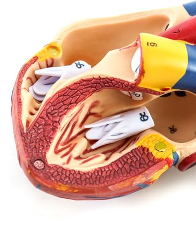 QWORK Human Heart Model, 2 Pack Anatomically Accurate Numbered 2-Part Life Size Heart Model with 34 Anatomical Structures, Held Together with Magnets on Base
