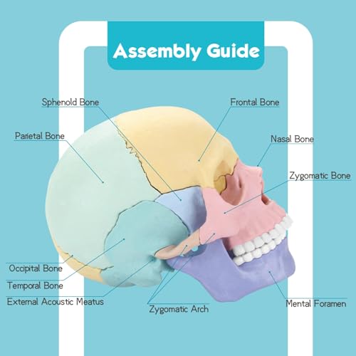 LUCKY GUESS Human Skull Anatomy Model, 17-Part Puzzle with Flash Cards