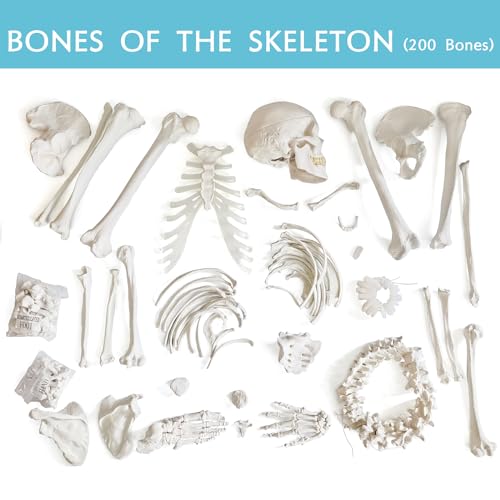 Human Model of Skeleton for Anatomy 67“ High with 200+ Bones Structures,Scientific Disarticulated Human Model of Skeleton Bundle for Anatomy, Bones, Articulated Hand & Foot