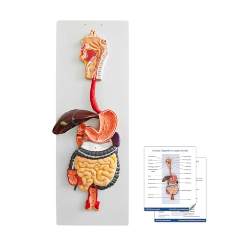 JNMFTD Human Digestive System Anatomy Model,Life Size 2 part Removable Stomach Nasal cavity Pharynx Liver Stomach Rectum Intestine with Product Manual Card Labeled Numbered for Medical Education Study