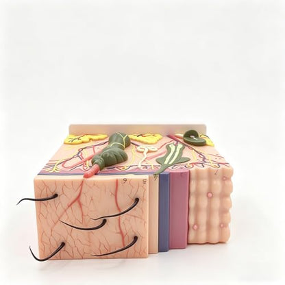 50X TDOU 35/50/70 Times Human Big Anatomical Skin Magnified Tissue Structure Model with Hair 35X/50X/70X Enlarged for Biology Minimally Invasive Cosmetic Surgery Teaching Models(50X)