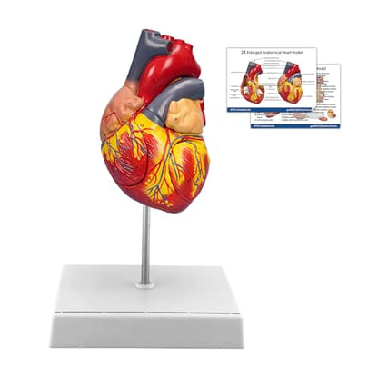 SFXYJ 2X Enlarged Anatomical Heart Model,4-Part Removable with Ventricles Atria Valves Veins Artery 49 Anatomy Structures Number Manual Magnets Display Base for Science Classroom and Cardiology Study - size: 7.8"L x 5.9"W