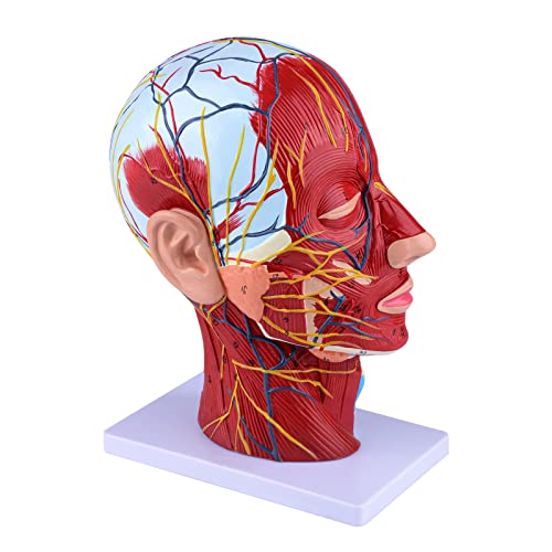 Ultrassist Anatomical Half Head Model, Neurovascular Display for Medical