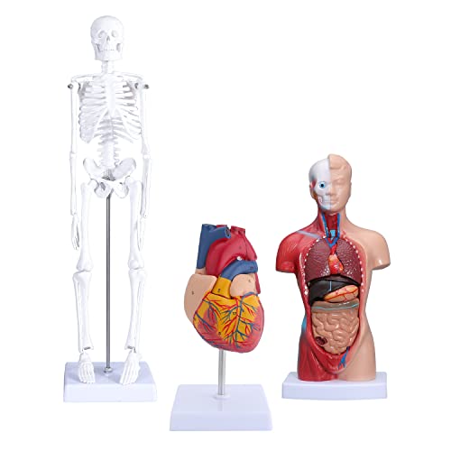 Human Heart & Body Torso & Skeleton Anatomy Model - Anatomical Assembly Model of Human Organs Mini Human Skeleton Model with Movable Arms and Legs for Medical Student Educational Kit