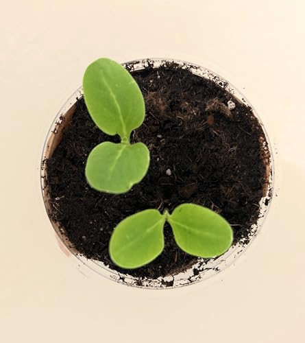Tree Grow Kit | Easy to use | Educational | Memorial Gift | Plant It for The Planet | Grow Your Own Tree |Wide Selection to Choose from (Dessert Grape) - style: Dessert Grape