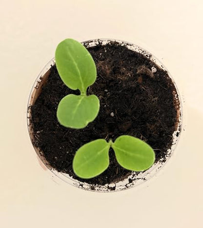 Tree Grow Kit | Easy to use | Educational | Memorial Gift | Plant It for The Planet | Grow Your Own Tree |Wide Selection to Choose from (Hibiscus) - style: GRAPE