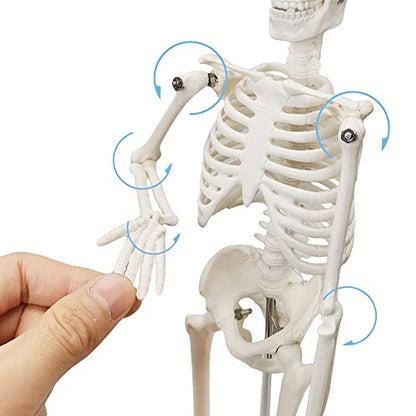 HADWYN Full Body 17.7" High Human Body Skeleton Model for Anatomy